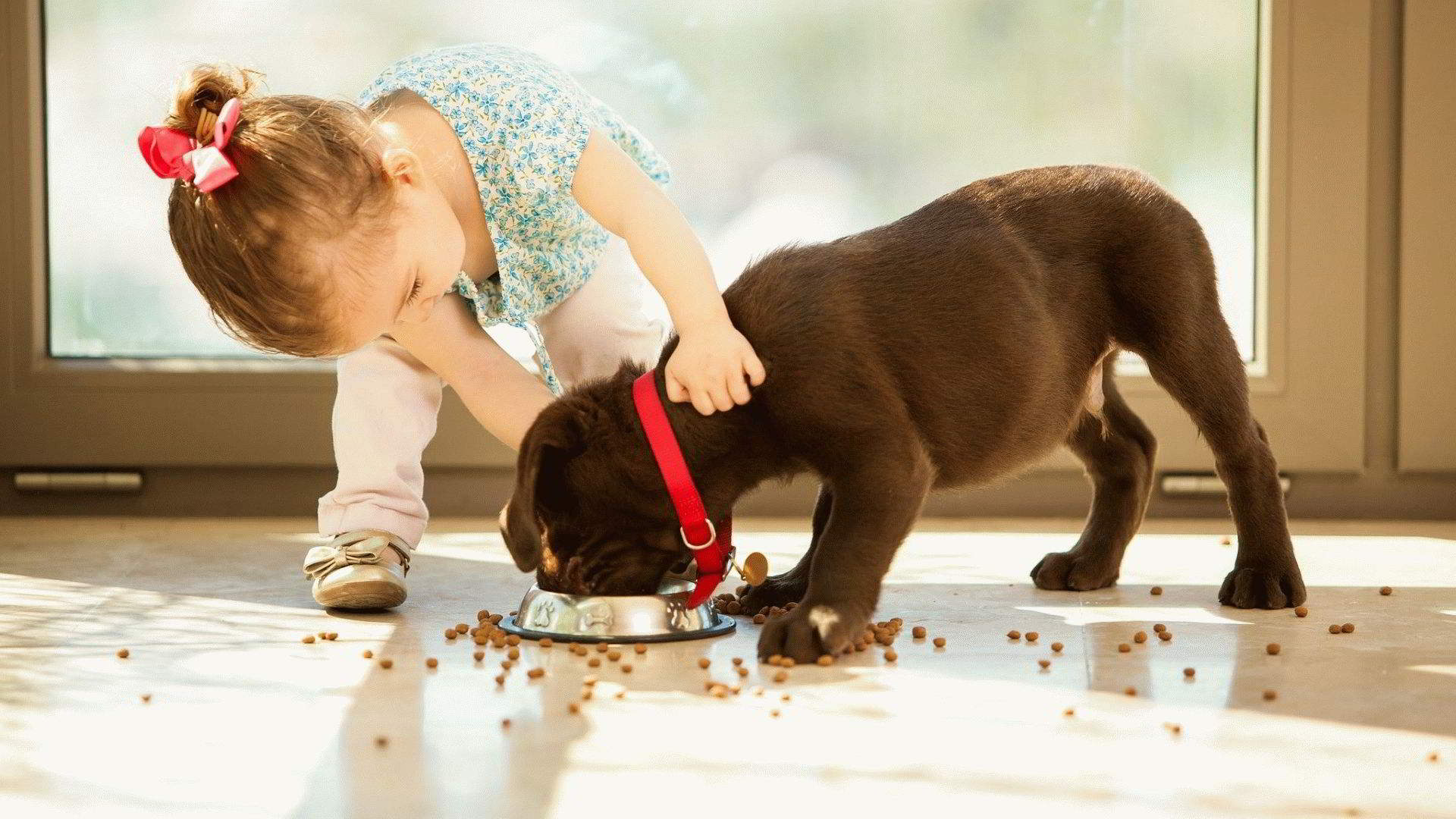Bedømmelse af det bedste foder til hunde af små racer med hensyn til sammensætning og kvalitet