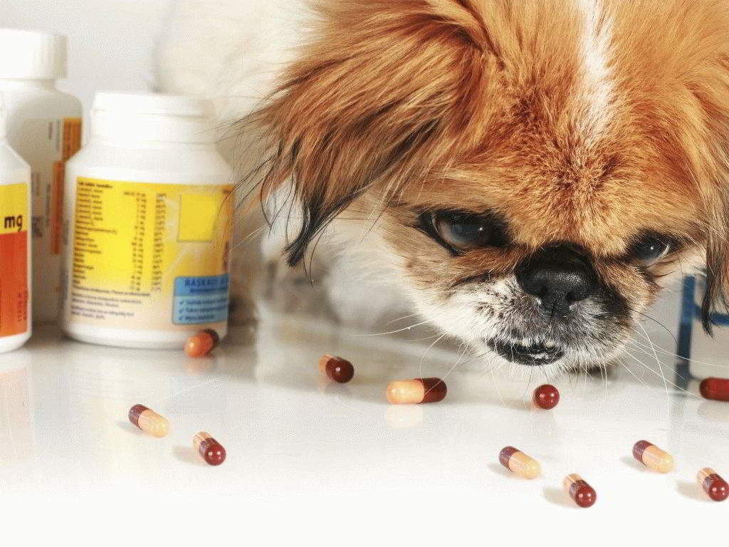 Ranking of the best vitamins for dogs of different breeds in 2022
