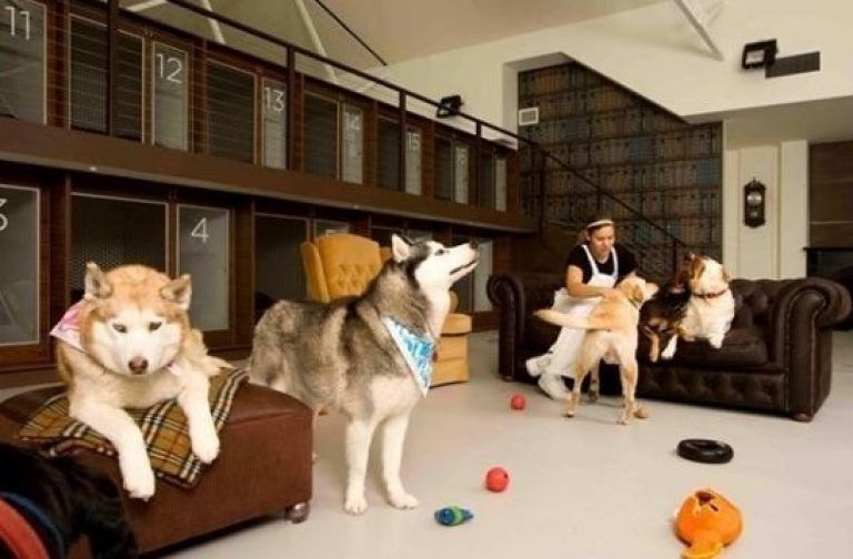 The best hotels for animals in Moscow in 2022