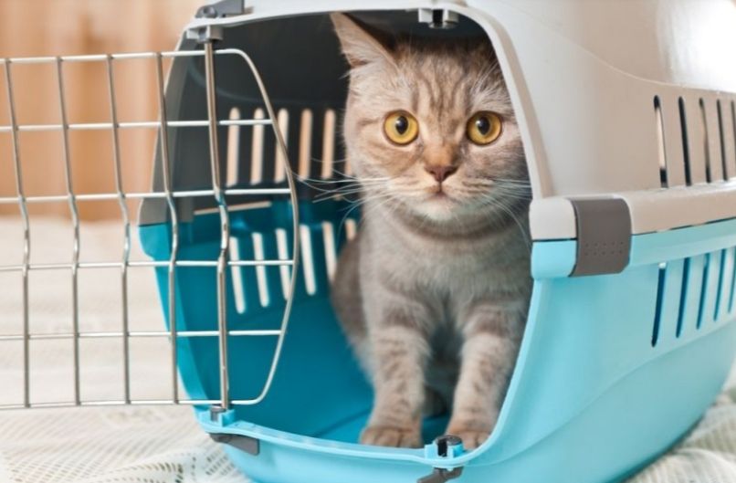 Rating of the best carriers for cats and cats in 2022