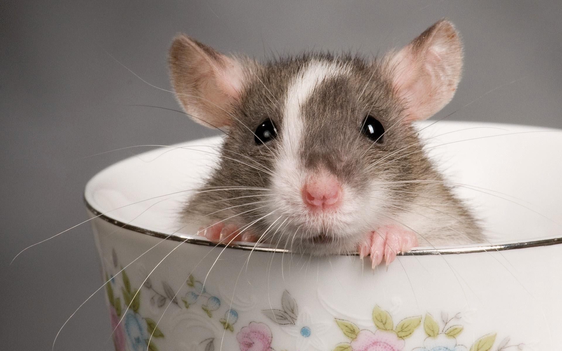 Rangering af det bedste foder til dekorative rotter i 2022