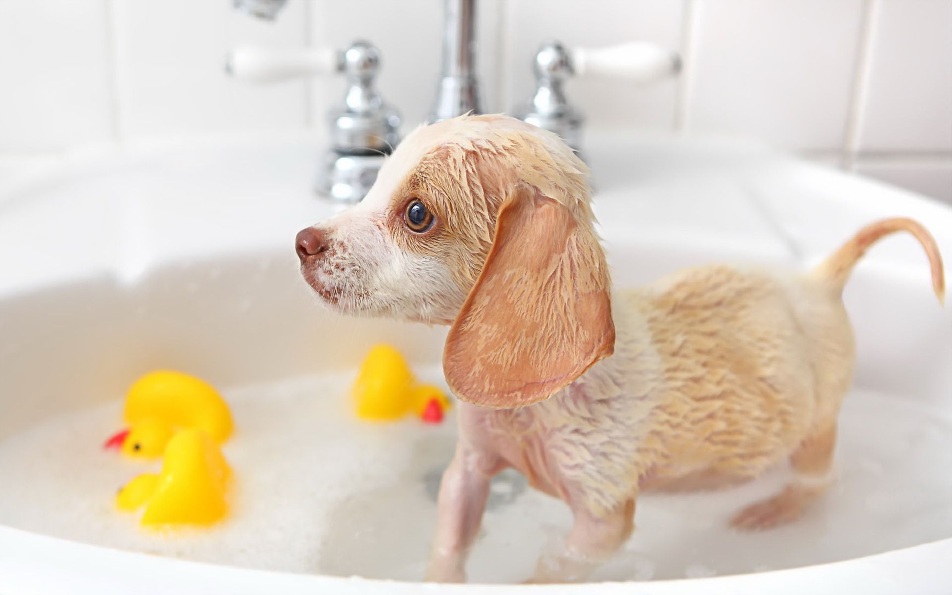 Classement des meilleurs shampoings pour chiens en 2022