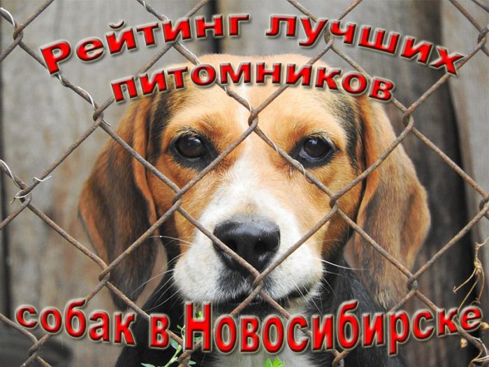Bedømmelse af de bedste hundekenneler i Novosibirsk for 2022