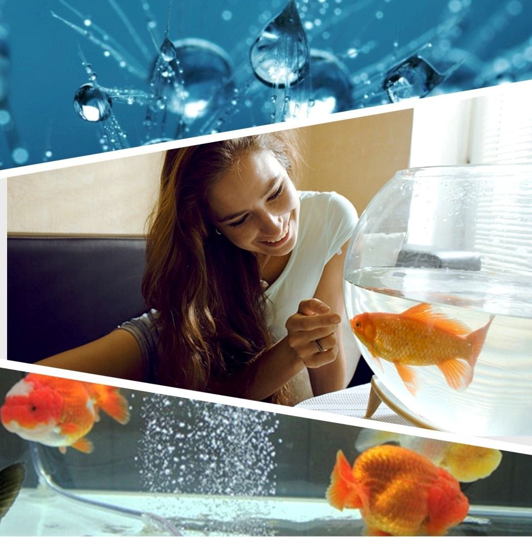 I have a goldfish: the best compressors for aquarium aeration 2022
