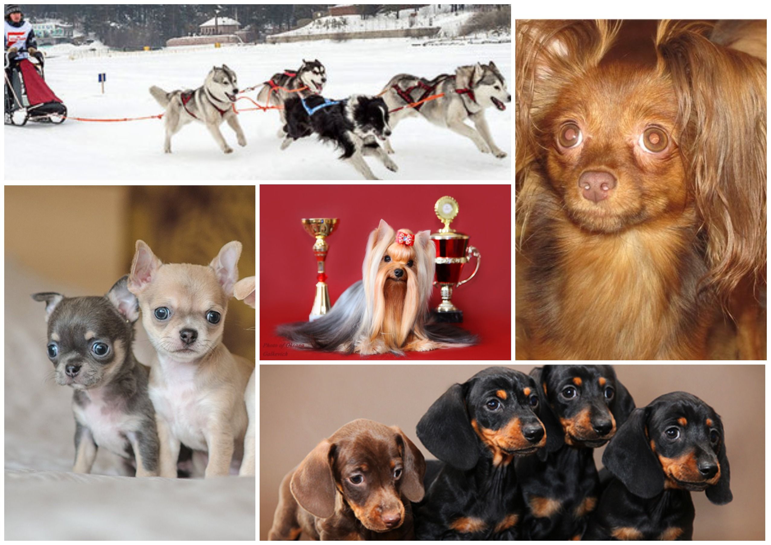 Hvor firbenede venner bor: de bedste hundekenneler i Omsk i 2022