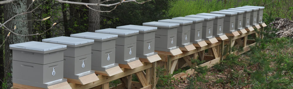 Rating of the best bee hives for 2022
