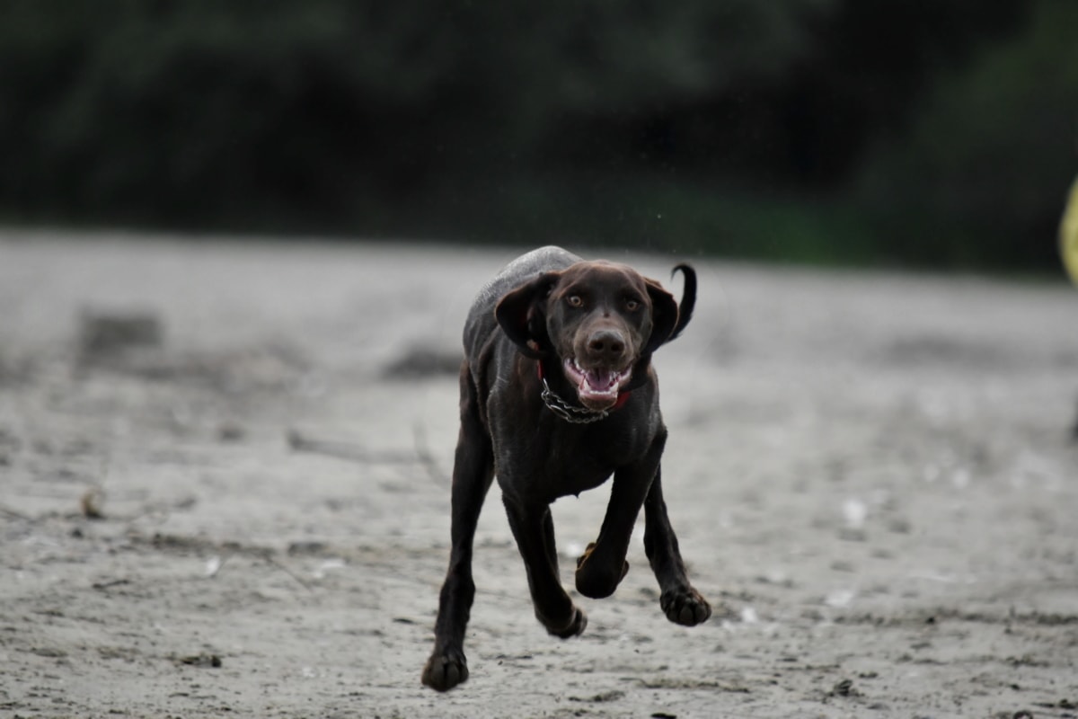Rating of the best breeds of hunting dogs to keep in an apartment for 2022