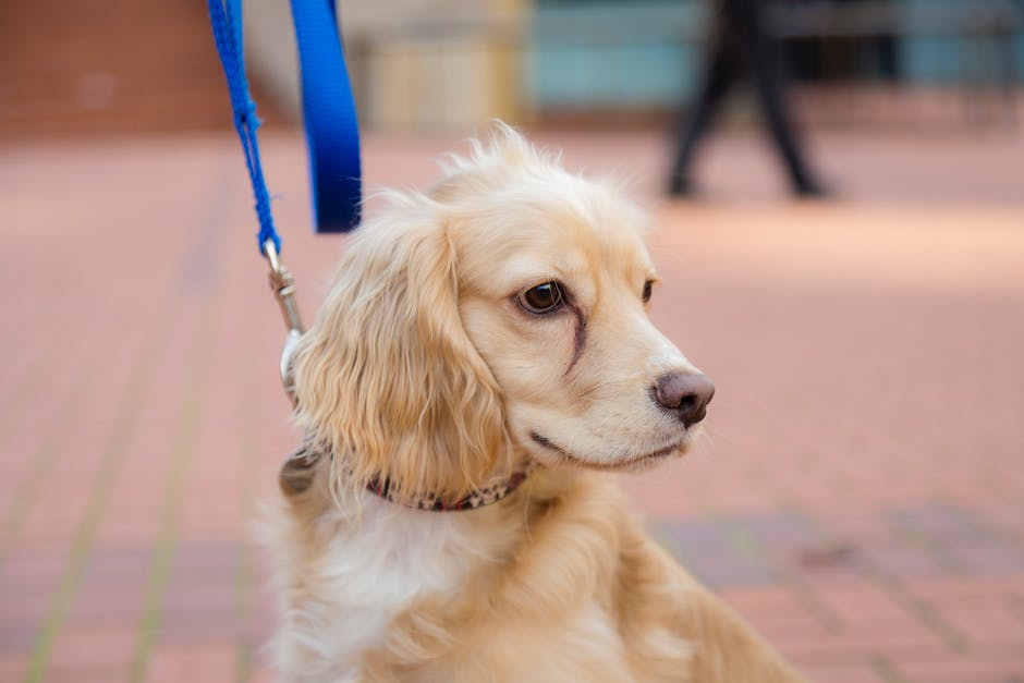 Ranking of the best dog leashes for 2022