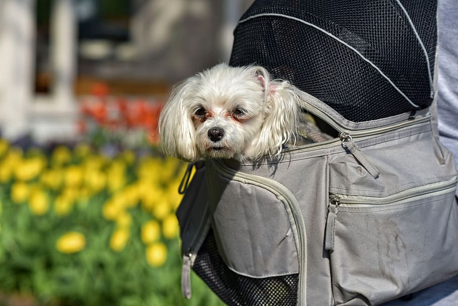 Ranking of the best dog carriers for 2022