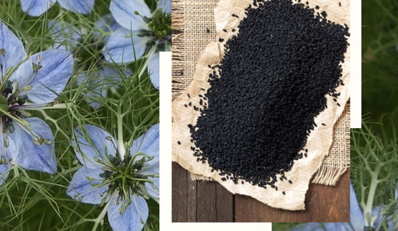 Rating of the best producers of black cumin oil for 2022