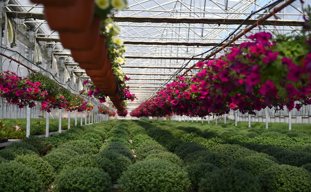 Rating of the best seedling nurseries in Moscow and Moscow region for 2022
