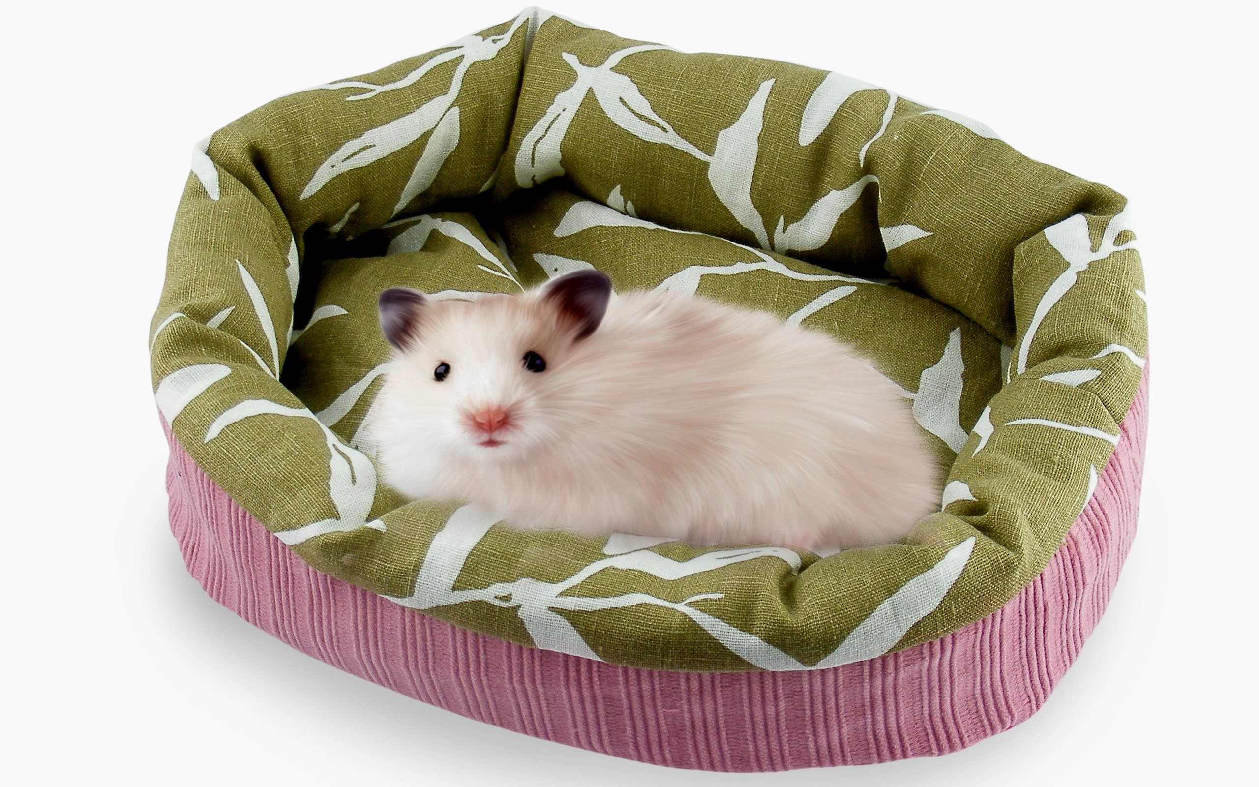Rating of the best beds for ferrets and rodents for 2022