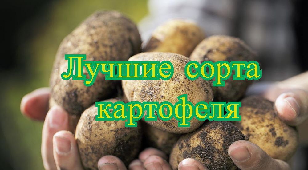 Bedømmelse af de bedste sorter af kartofler for 2022