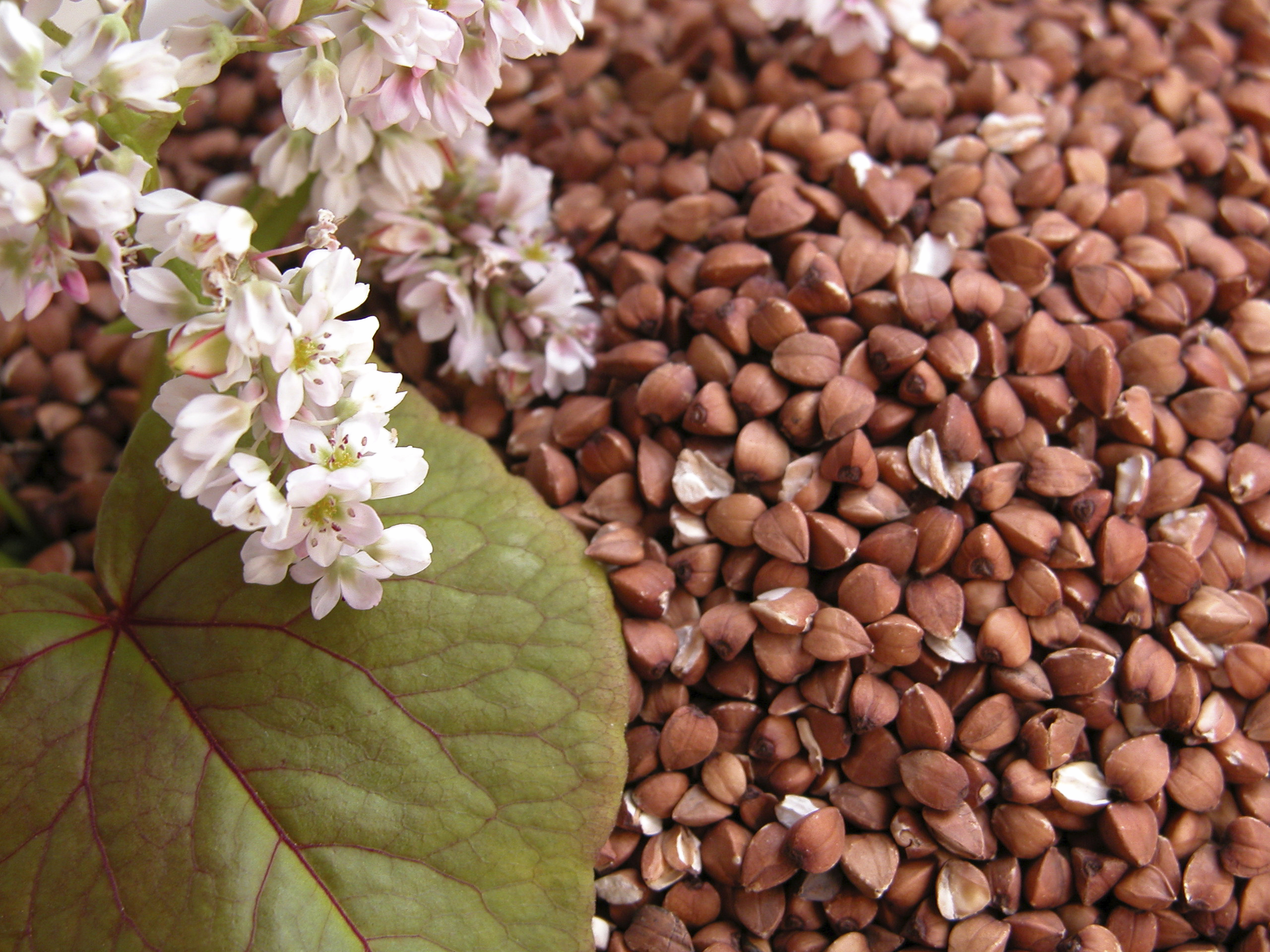 Rating of the best buckwheat brands for 2022