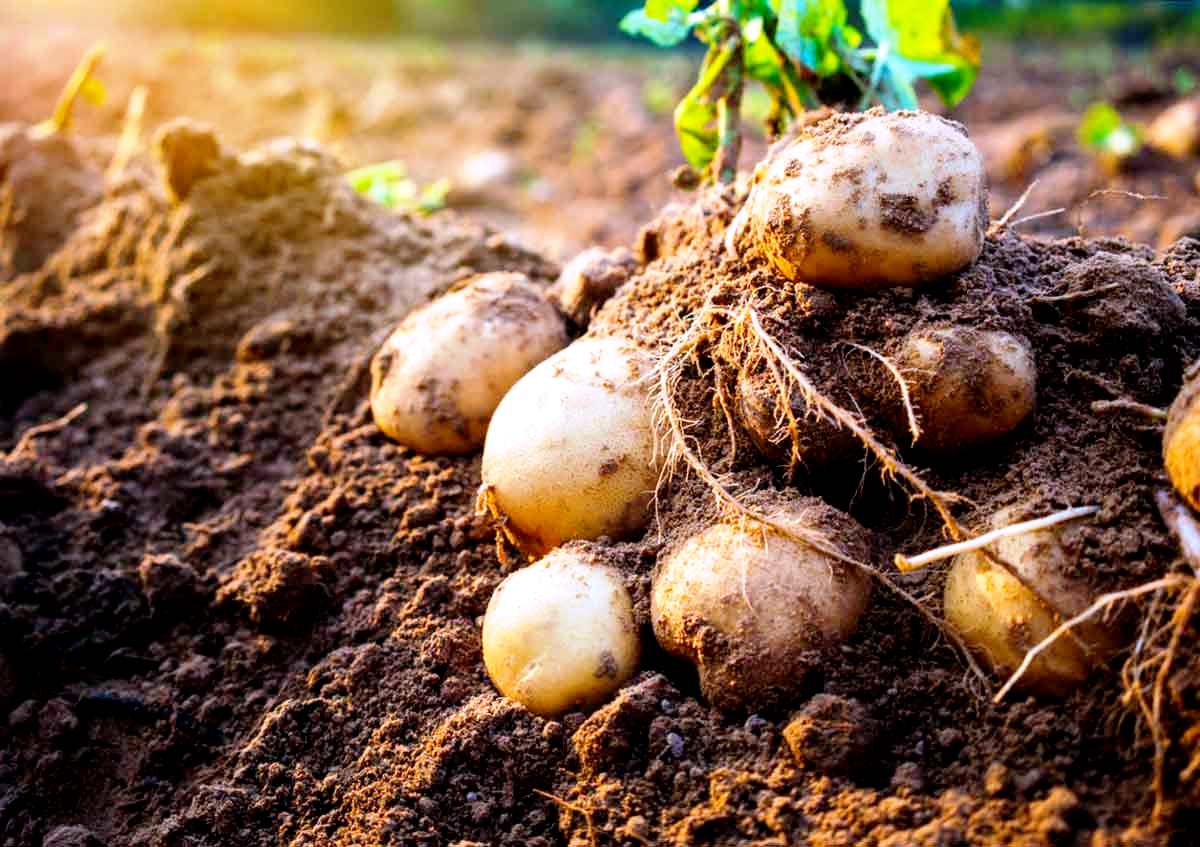 Rating of the best potato planters for walk-behind tractors for 2022