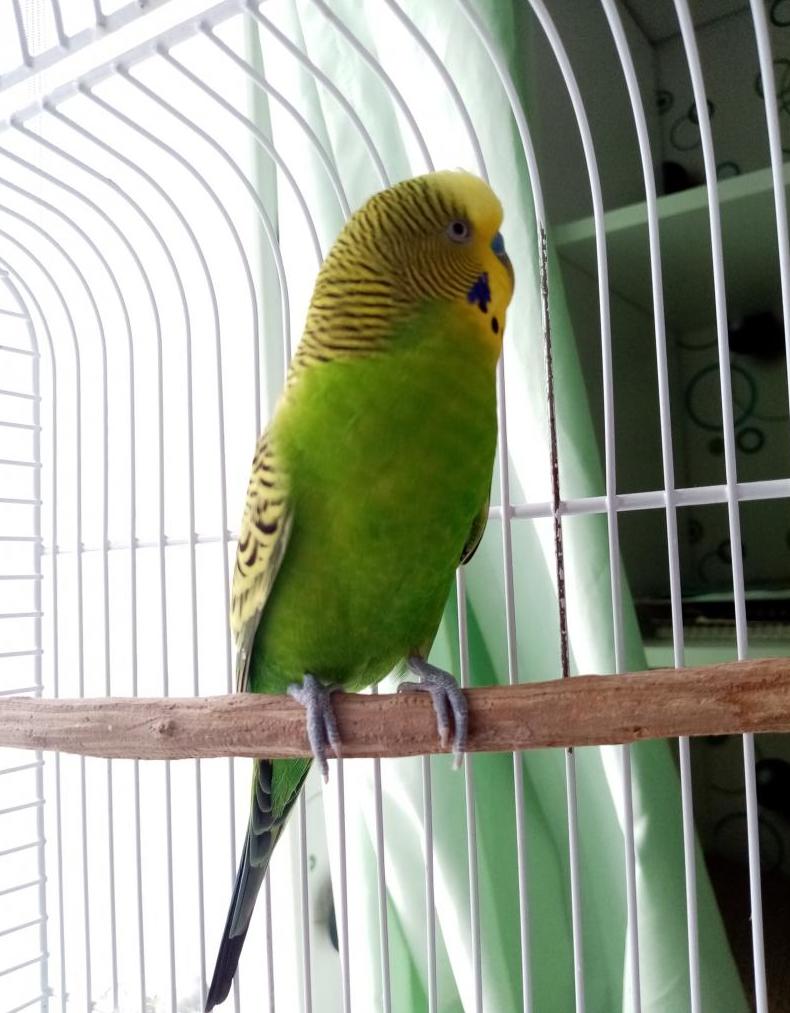 Ranking of the best parrot cages for 2022