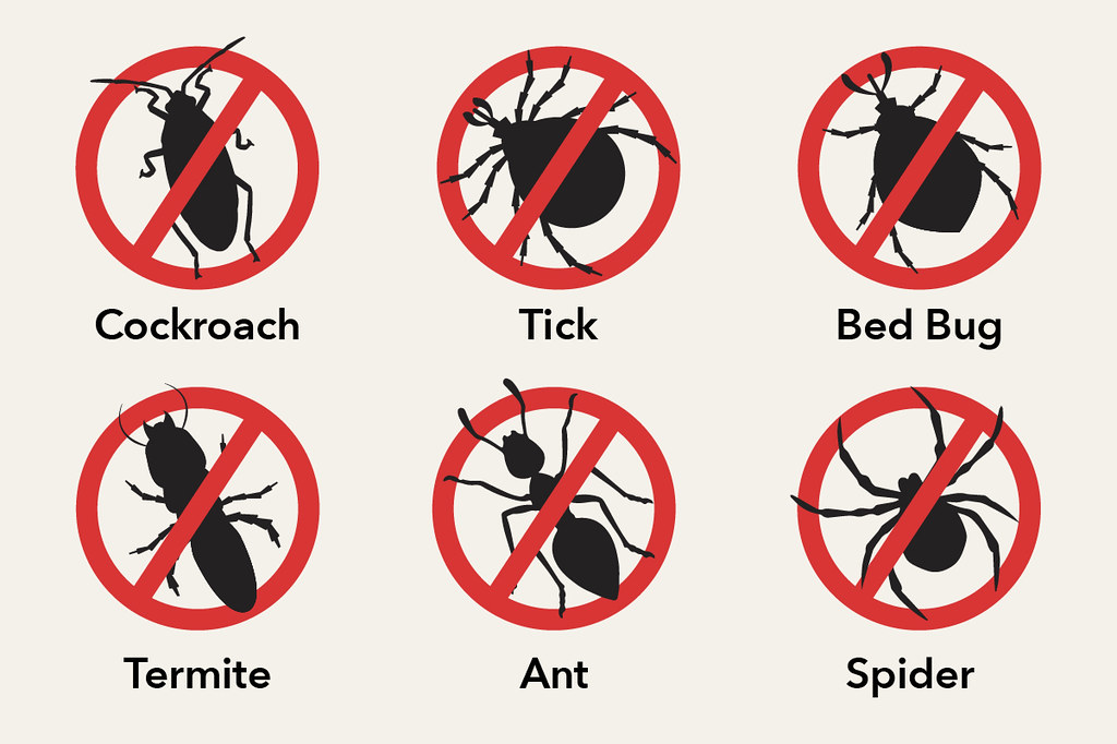 Rating of the best bedbug remedies for 2022