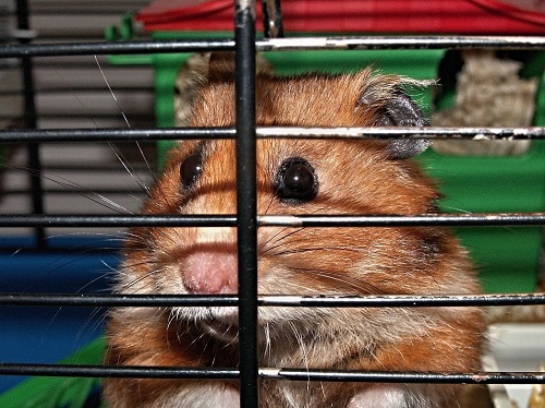 Best rodent cages for 2022