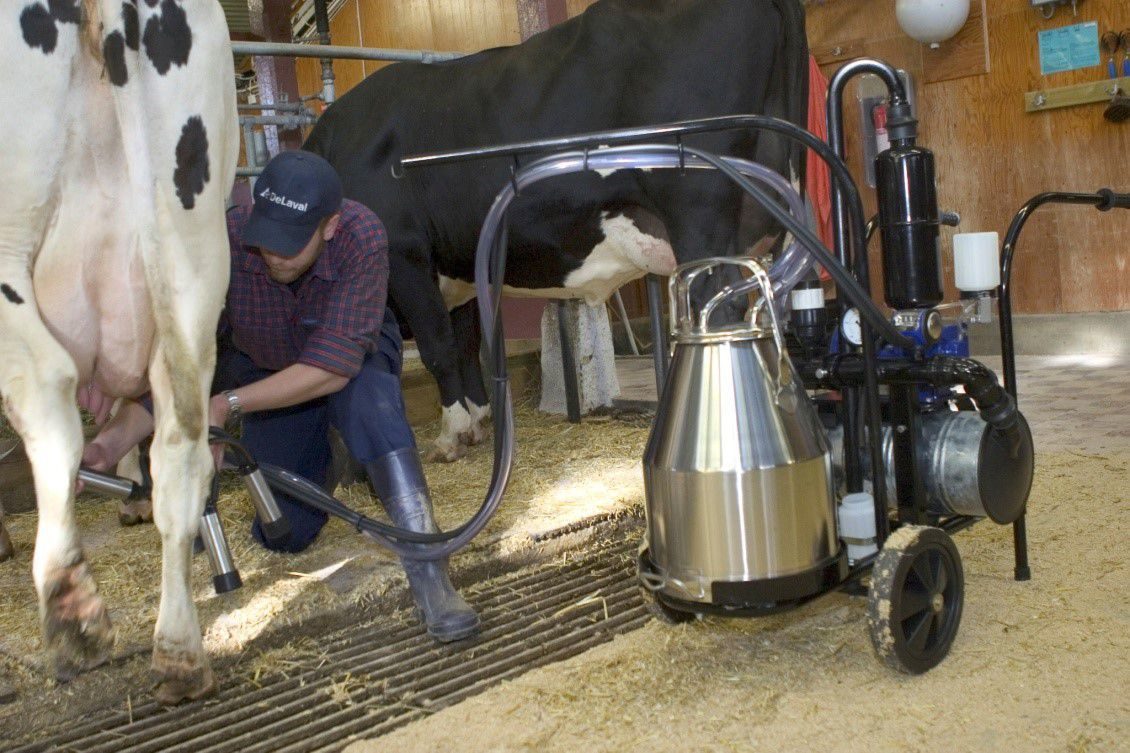 Rating of the best milking machines for 2022