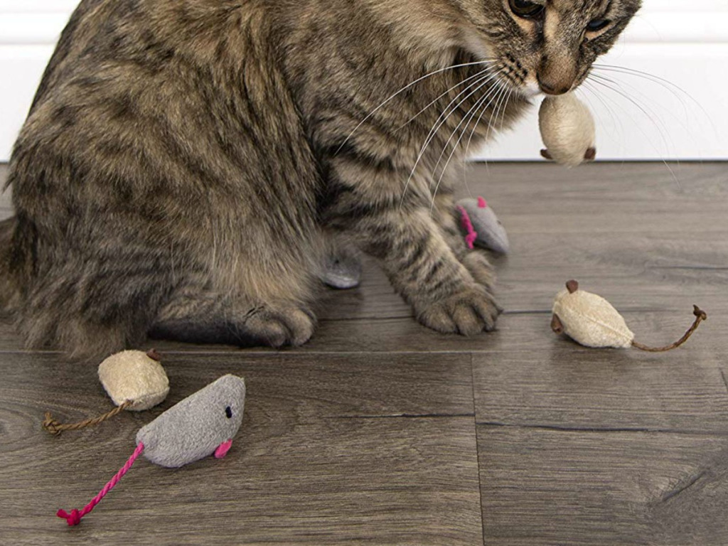 Ranking of the best cat toys for 2022