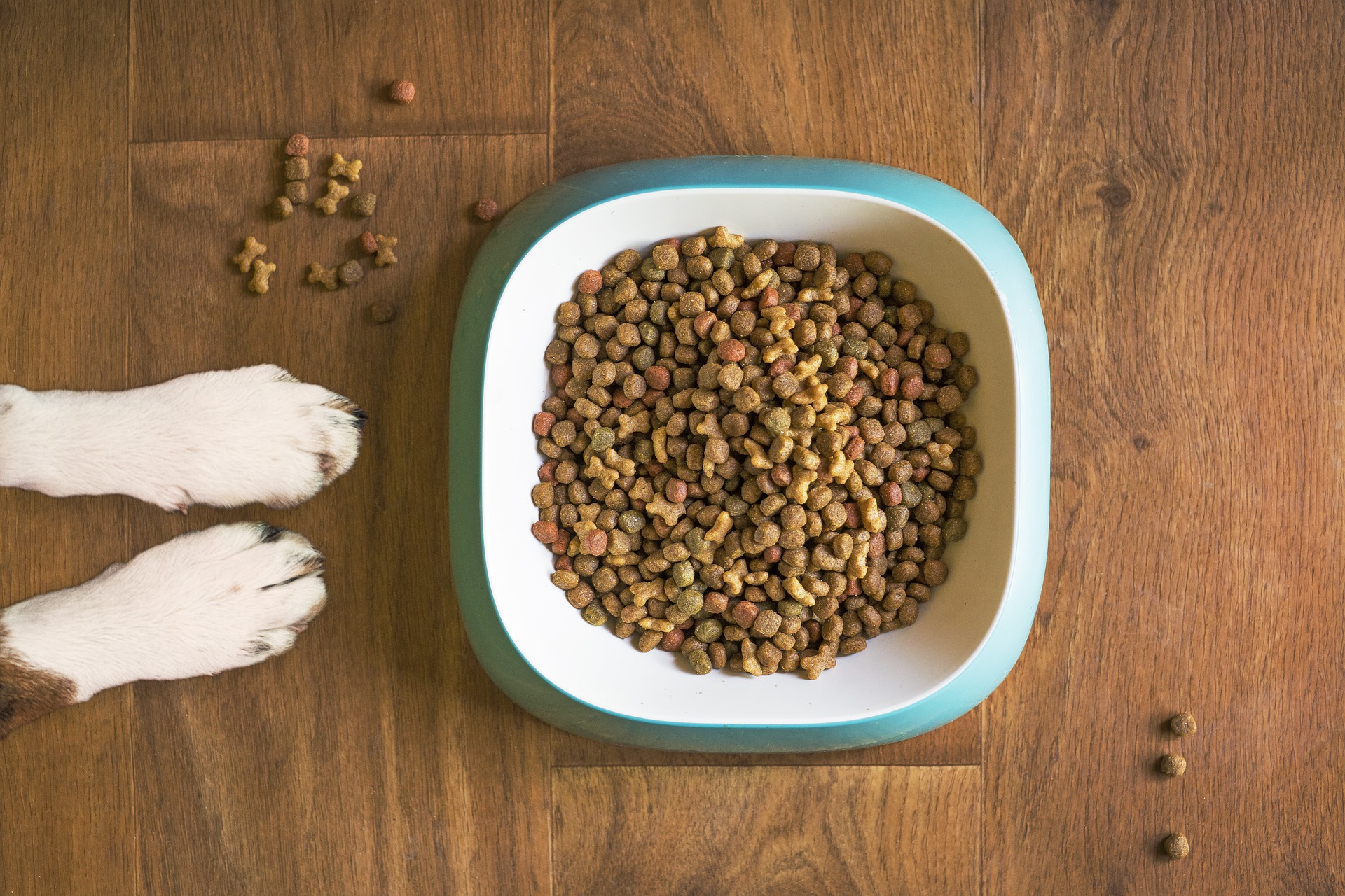 Ranking the best holistic pet food for 2022