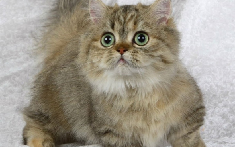 Ranking of the best dwarf cat breeds for 2022