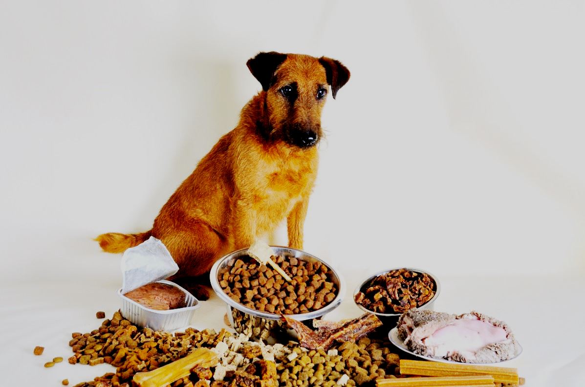 Classement des meilleurs aliments pour chiens âgés pour 2022
