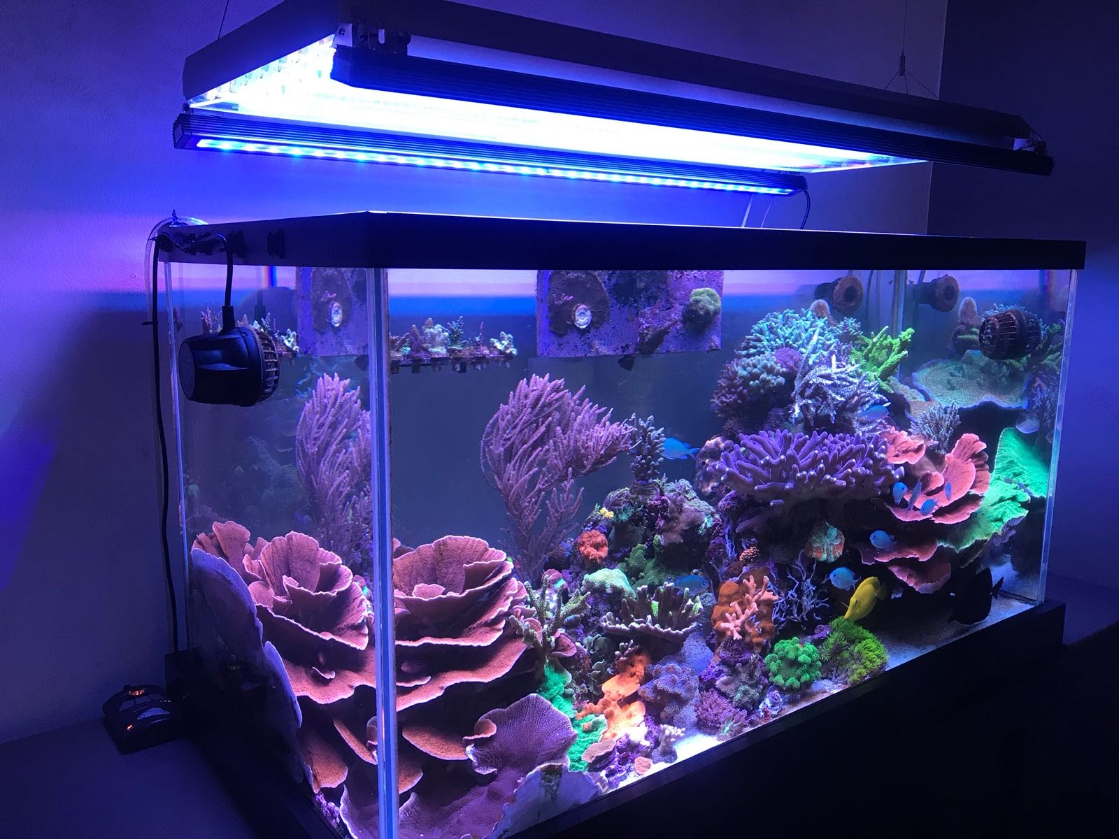 Classement des meilleures lampes d'aquarium pour 2022