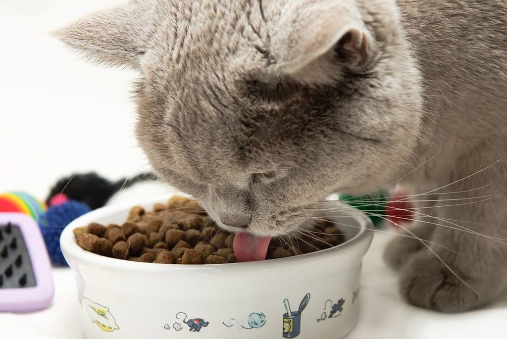 Ranking the best dry cat food for 2022