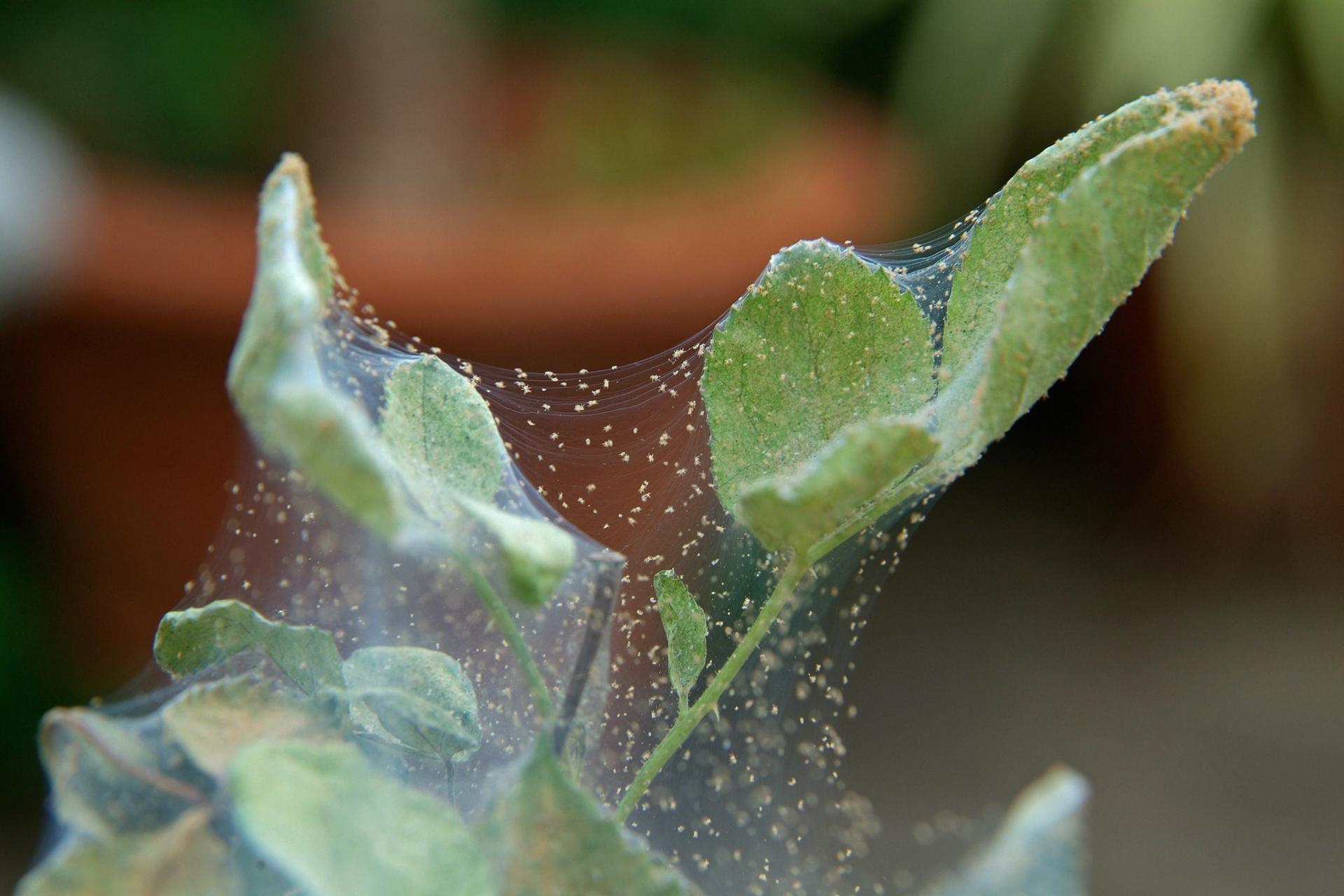 Rating of the best remedies against spider mites for 2022
