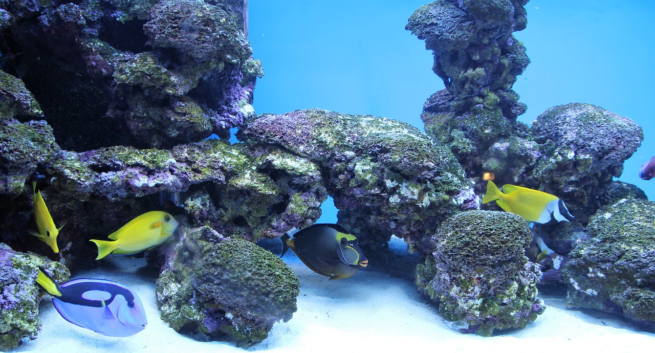 Best aquascaping aquarium compositions for 2022