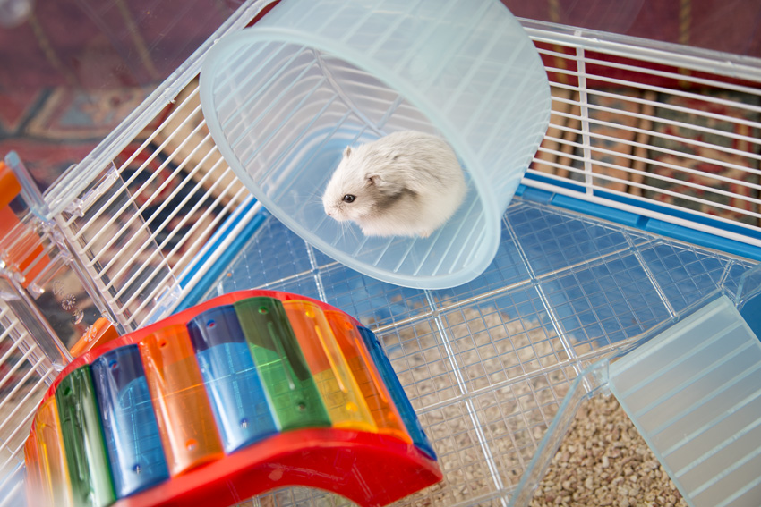 Ranking of the best hamster litters for 2022