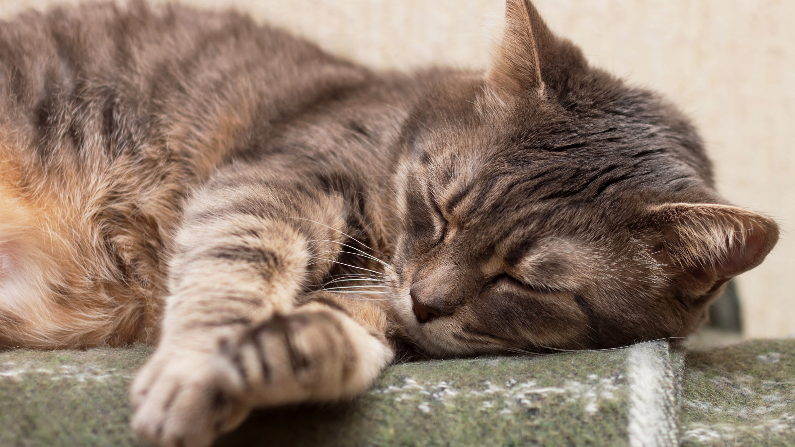 Rangering af de bedste sovepiller og beroligende midler til katte i 2022