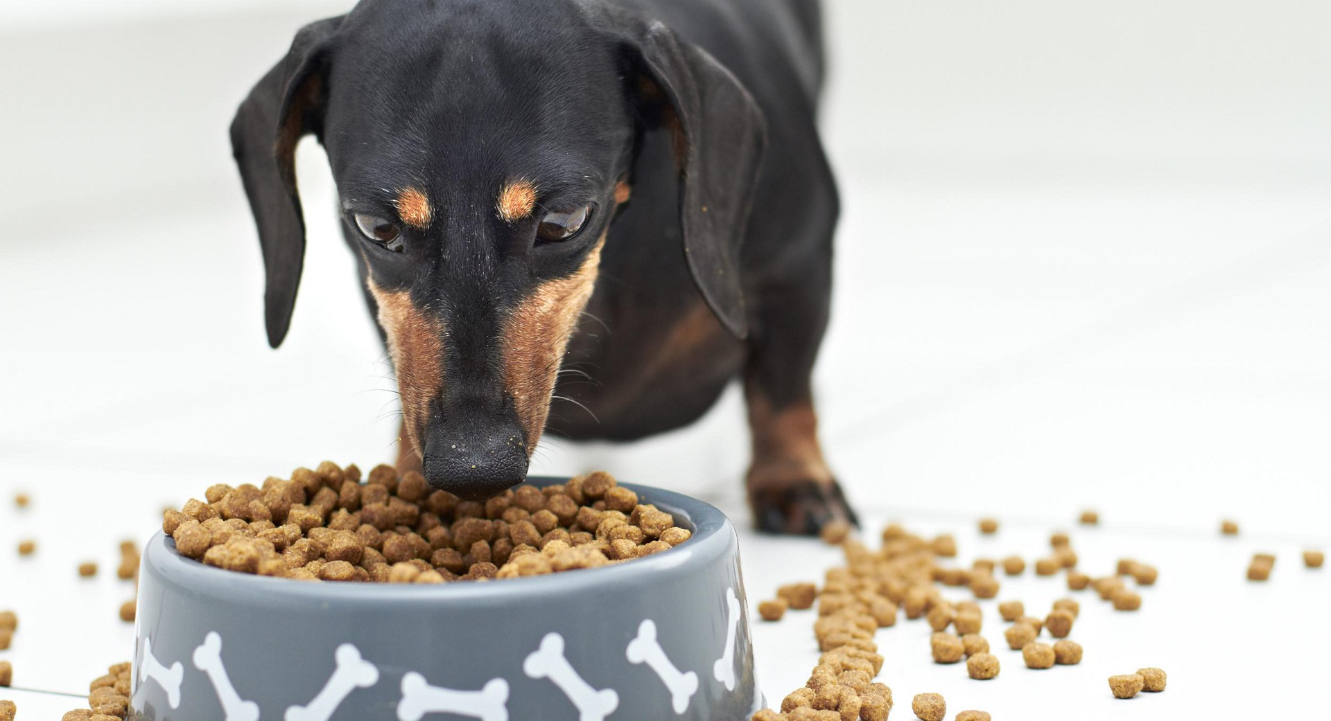 Rating of the best feed for dachshunds for 2022