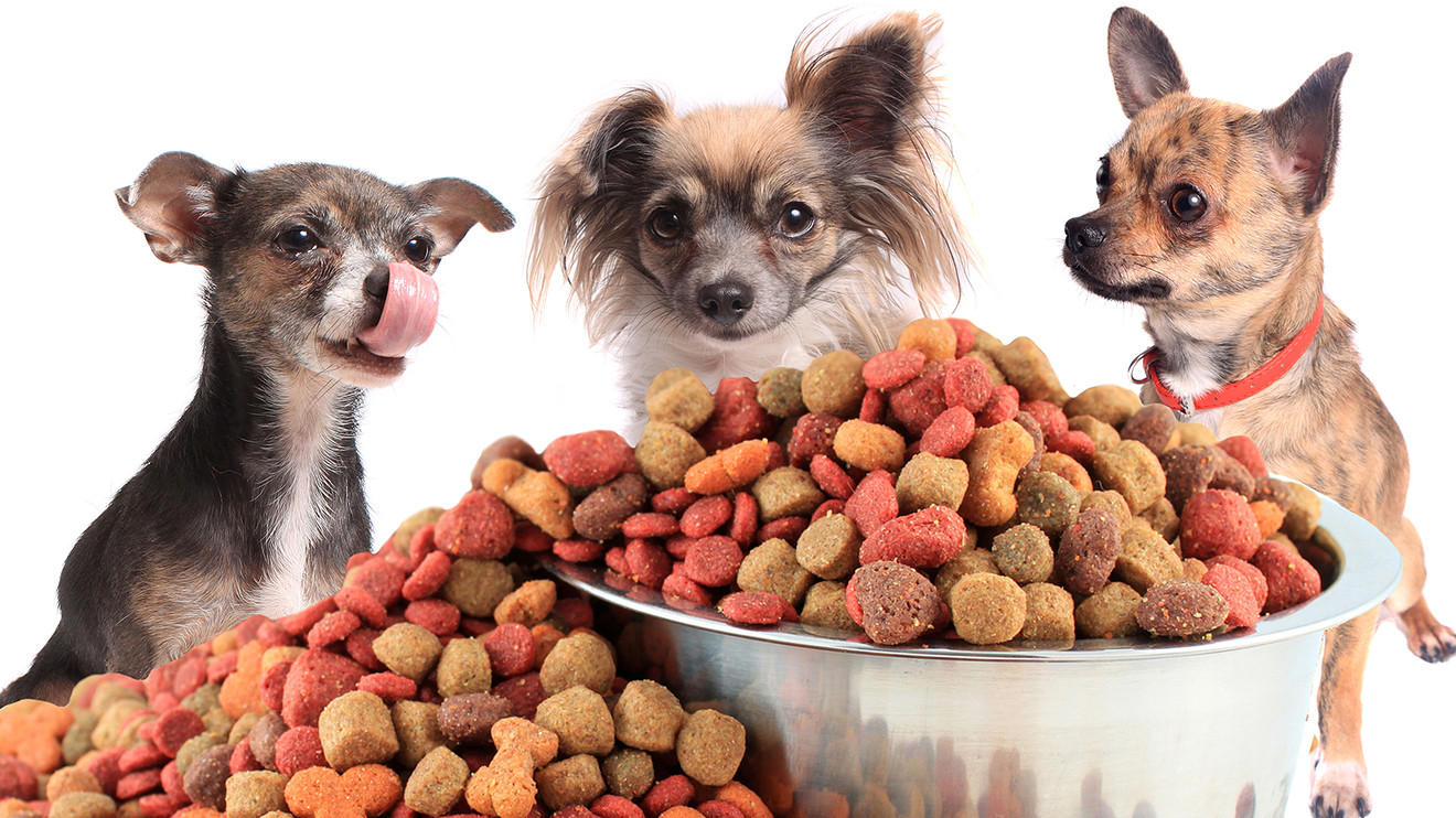 Rating of the best food for Yorkies and Chihuahuas for 2022