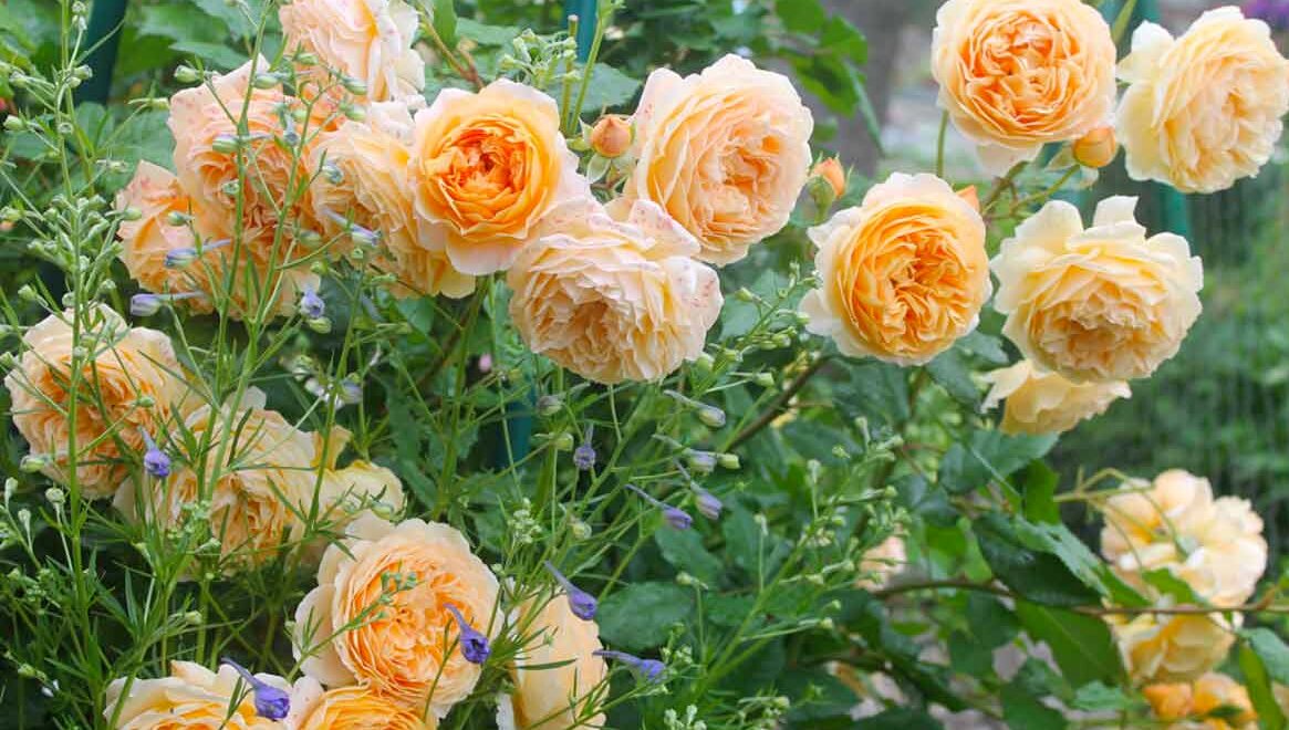 Rating of the best Austin rose varieties for 2022
