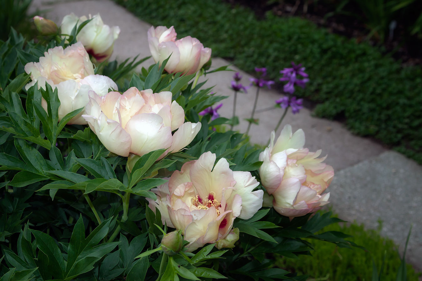 Rating of the best varieties of peonies for 2022
