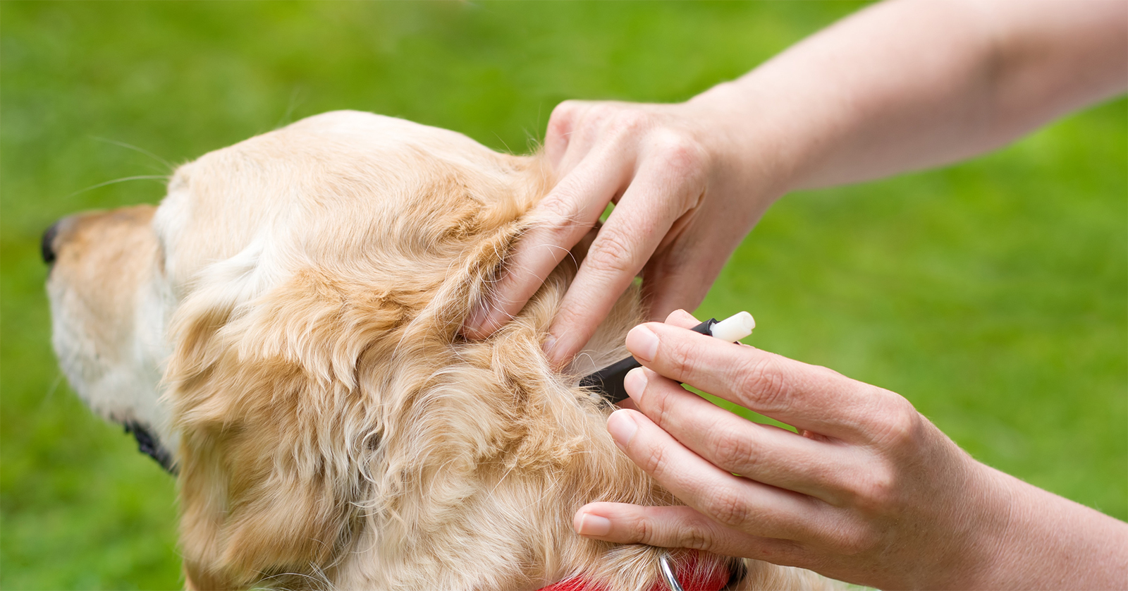 Ranking of the best tick pills for dogs for 2022