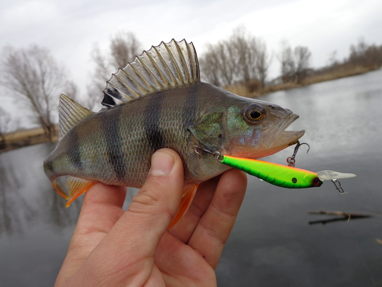 Rating of the best wobblers for perch for 2022