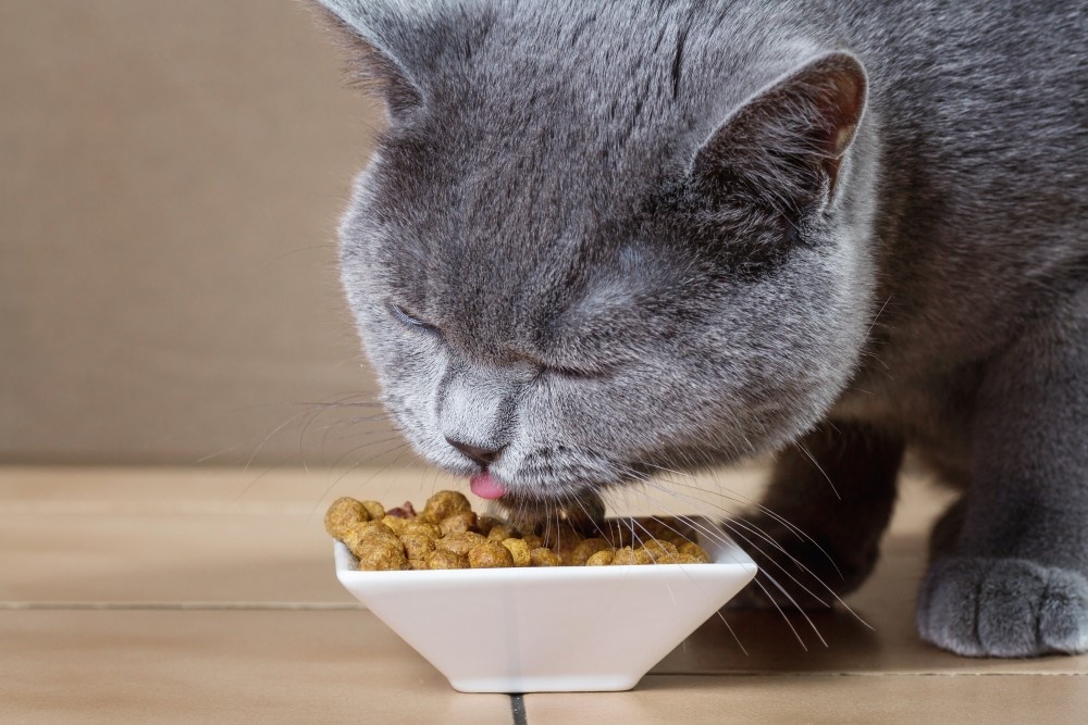 2022年最佳低過敏性貓糧排名