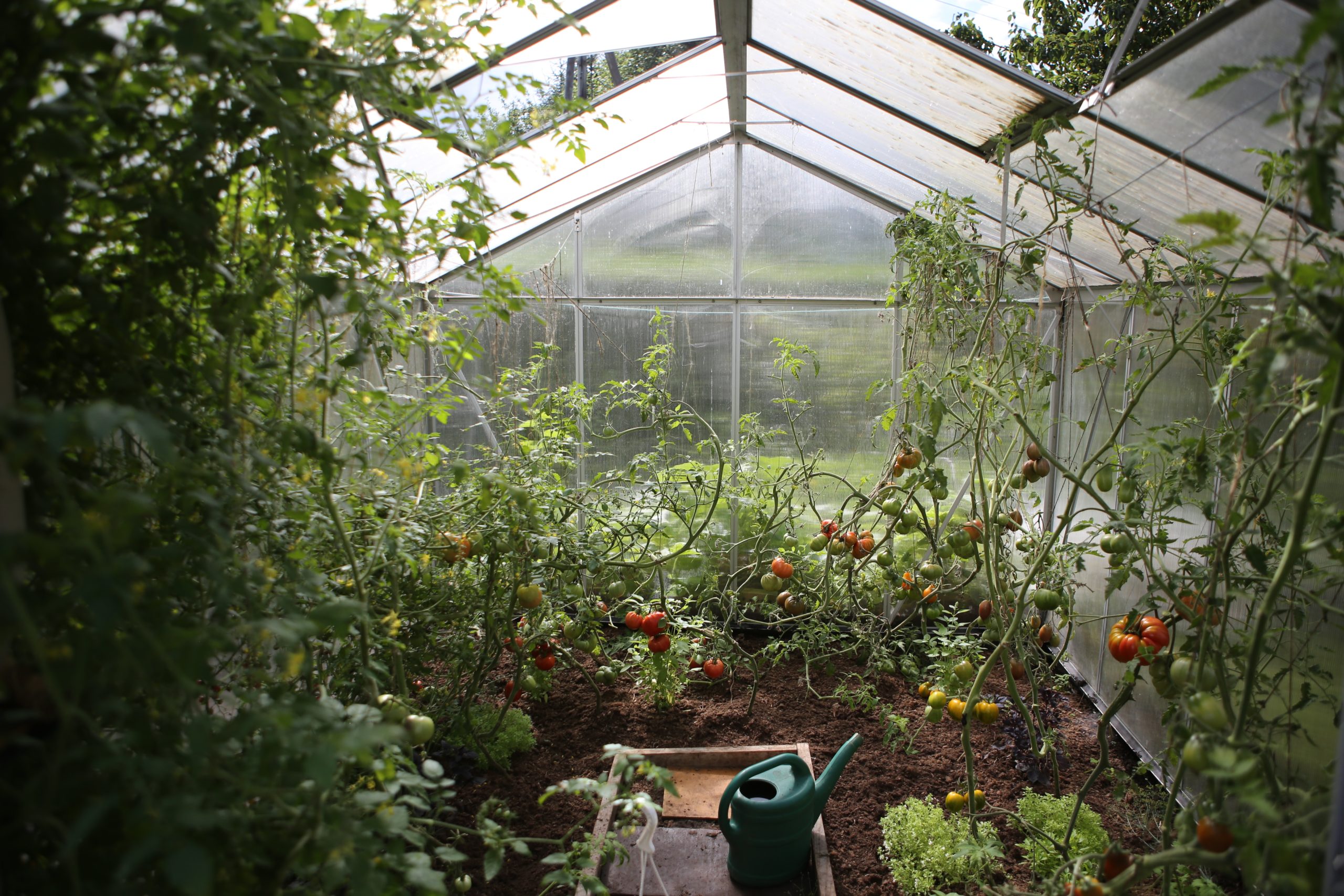2022年溫室最佳番茄品種評級