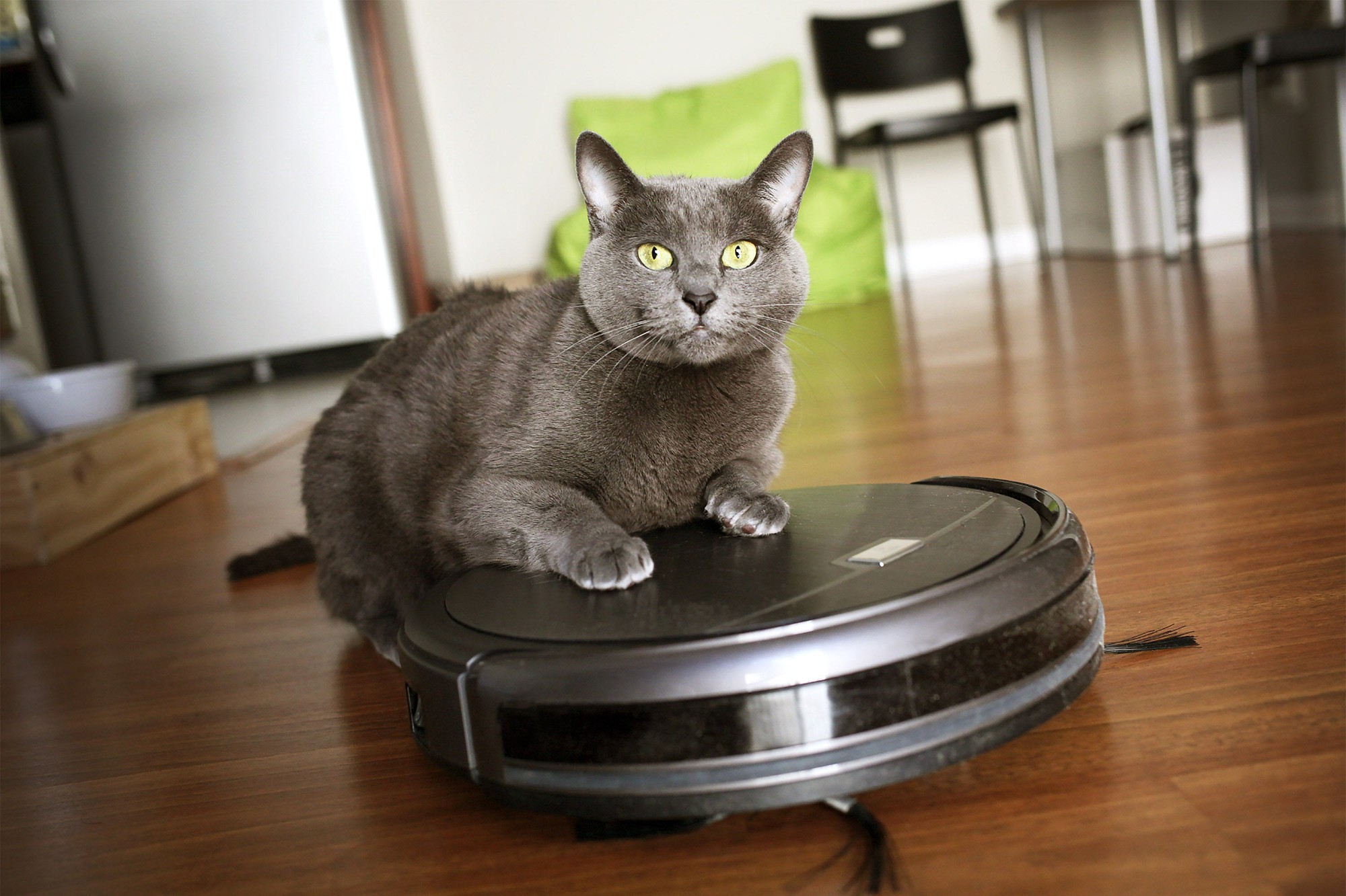 Ranking of the best robot vacuum cleaners for animal hair for 2022