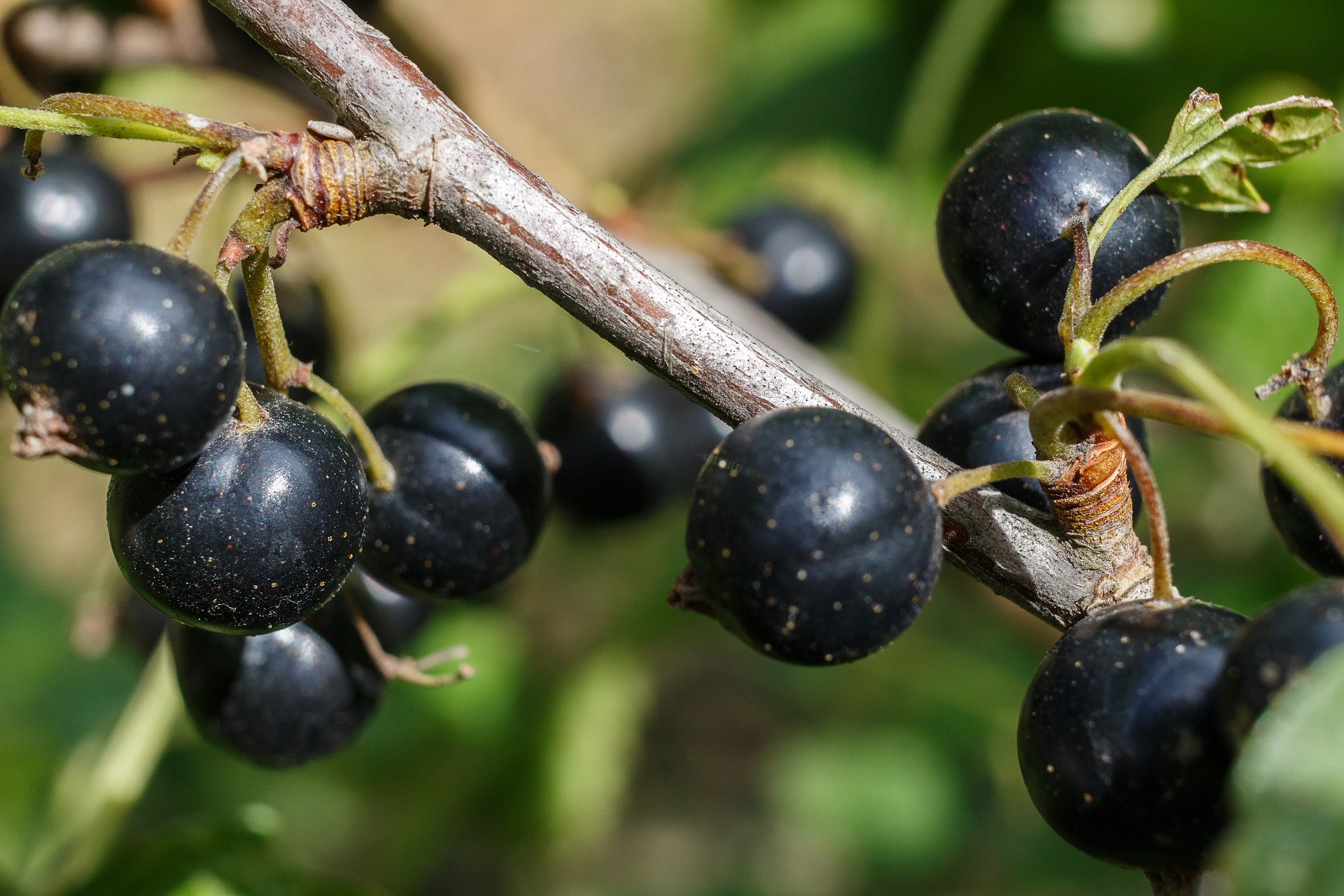 Rating of the best blackcurrant varieties for the Moscow region for 2022