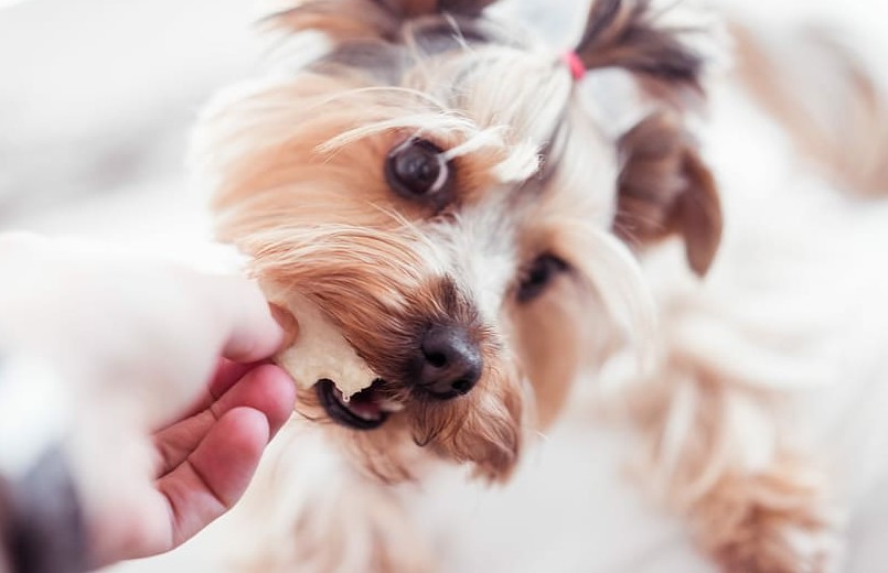 Ranking of the best dog treats for 2022
