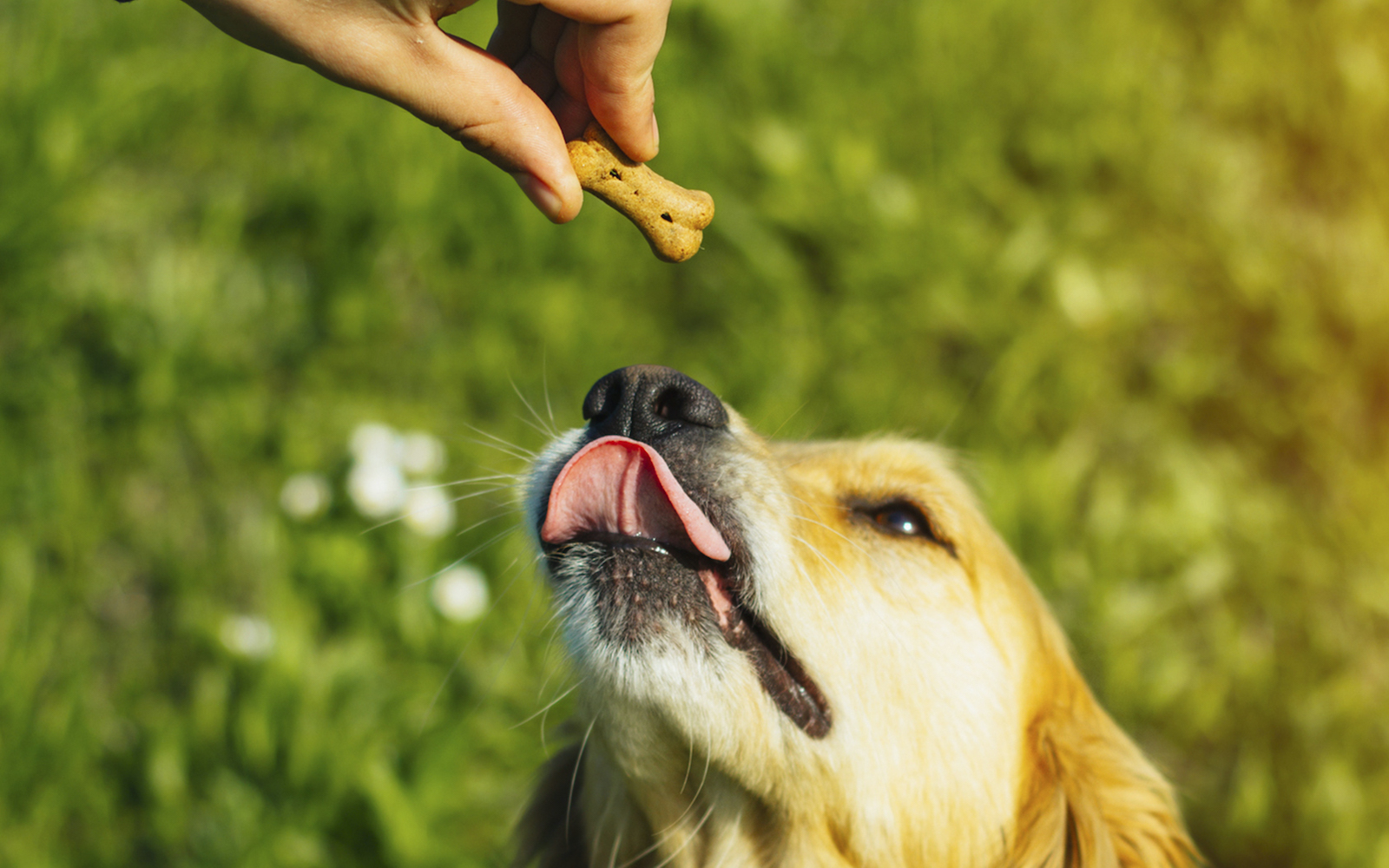 Ranking of the best dog training treats for 2022