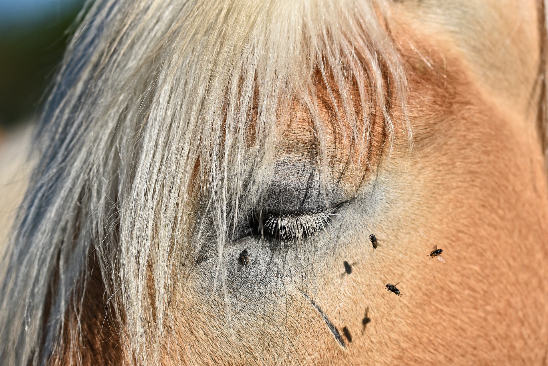 Ranking of the best horse repellants for 2022