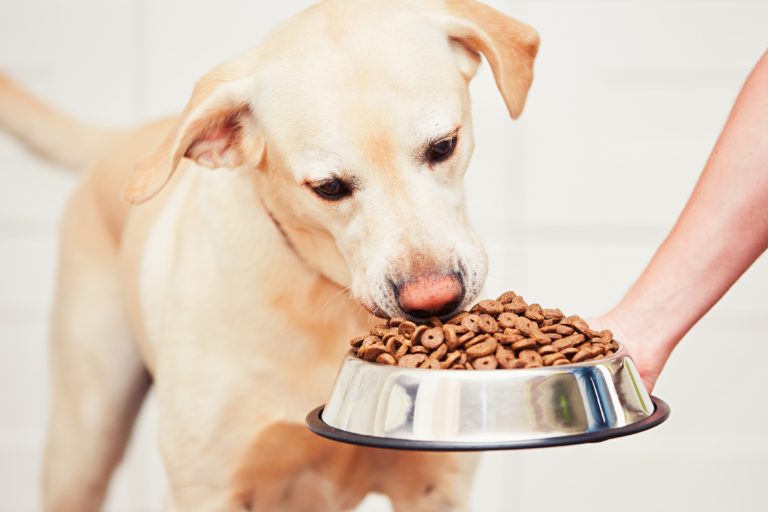 Ranking of the best food for Labradors for 2022