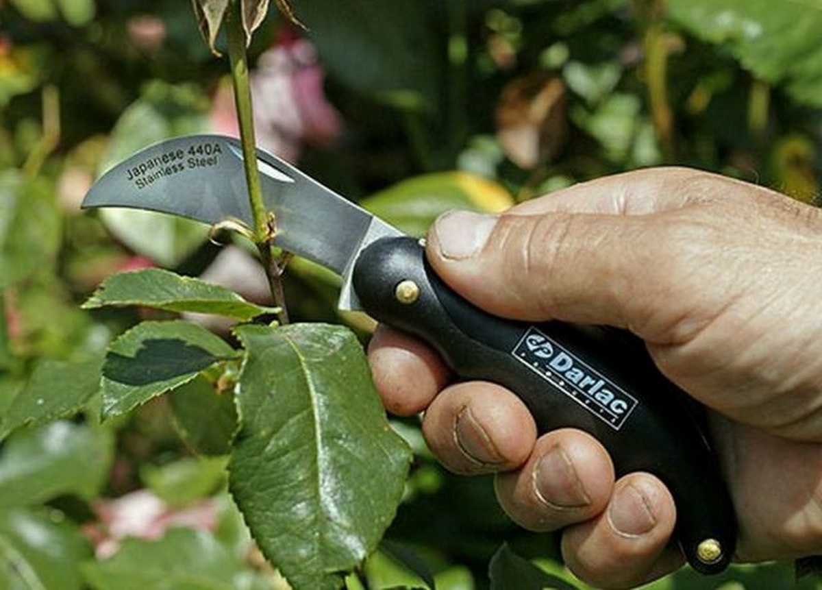 Rating of the best grafting knives for 2022