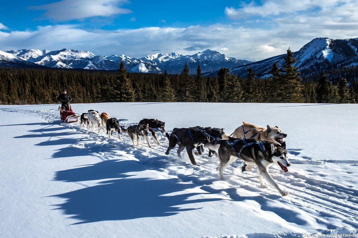The Best Sled Dogs for 2022: Breed Review