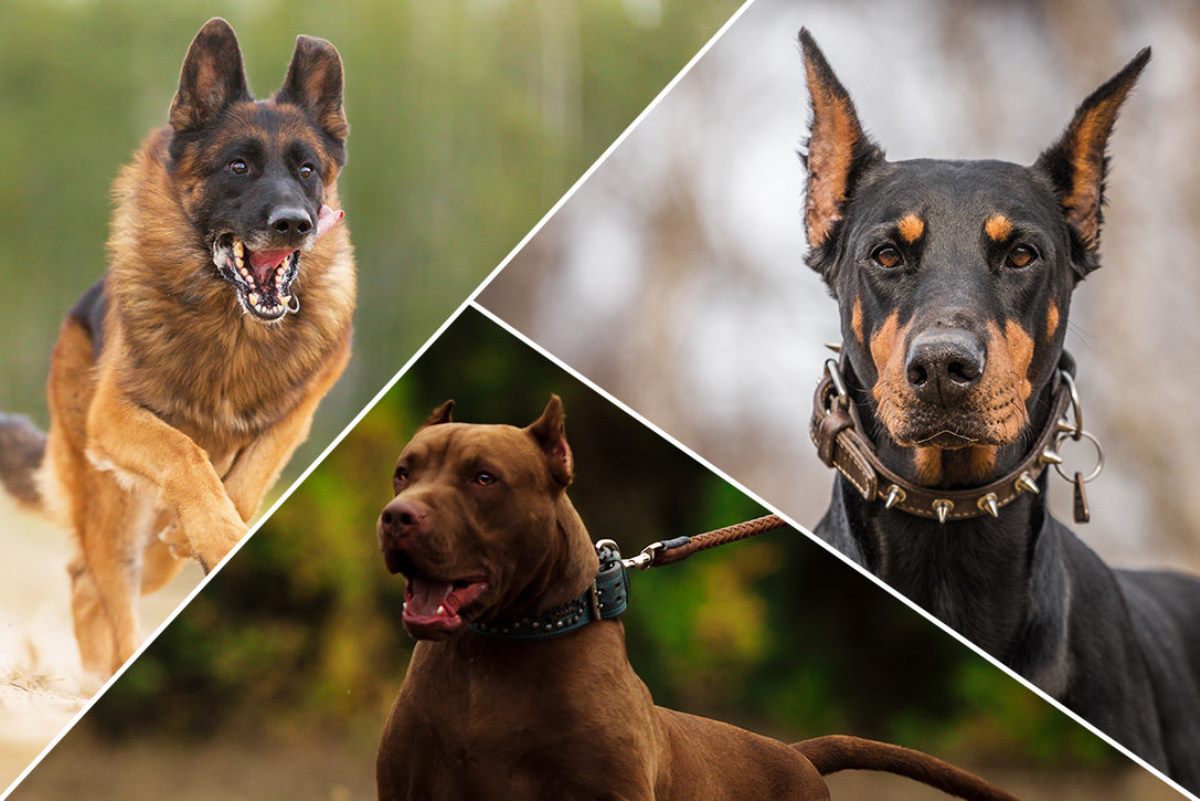Rangering af de bedste hunderacer til beskyttelse for 2022